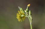 Oriental false hawksbeard